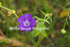 bloem5